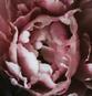 image of flower opening referencing sex positivity, kink, bdsm, and mental health