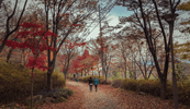 Therapist engage in walk and talk therapy through a wooded trail in the fall