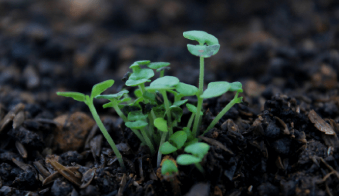 small growing plants